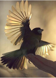 ���ՆT��Ӗҕ�l�����ՆTƷ��������